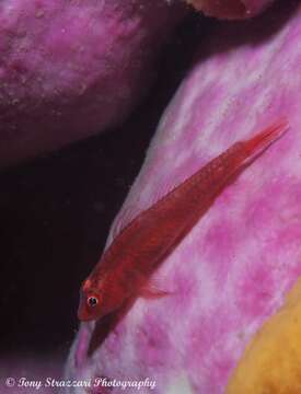 Image of Cling goby