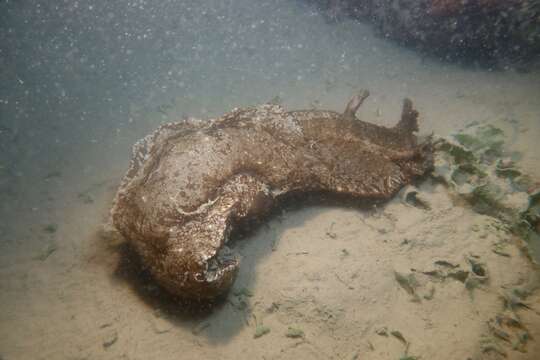 Image of spotted sea hare