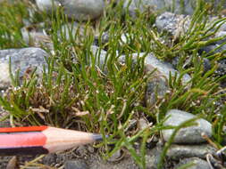 Image of Carmichaelia uniflora Kirk