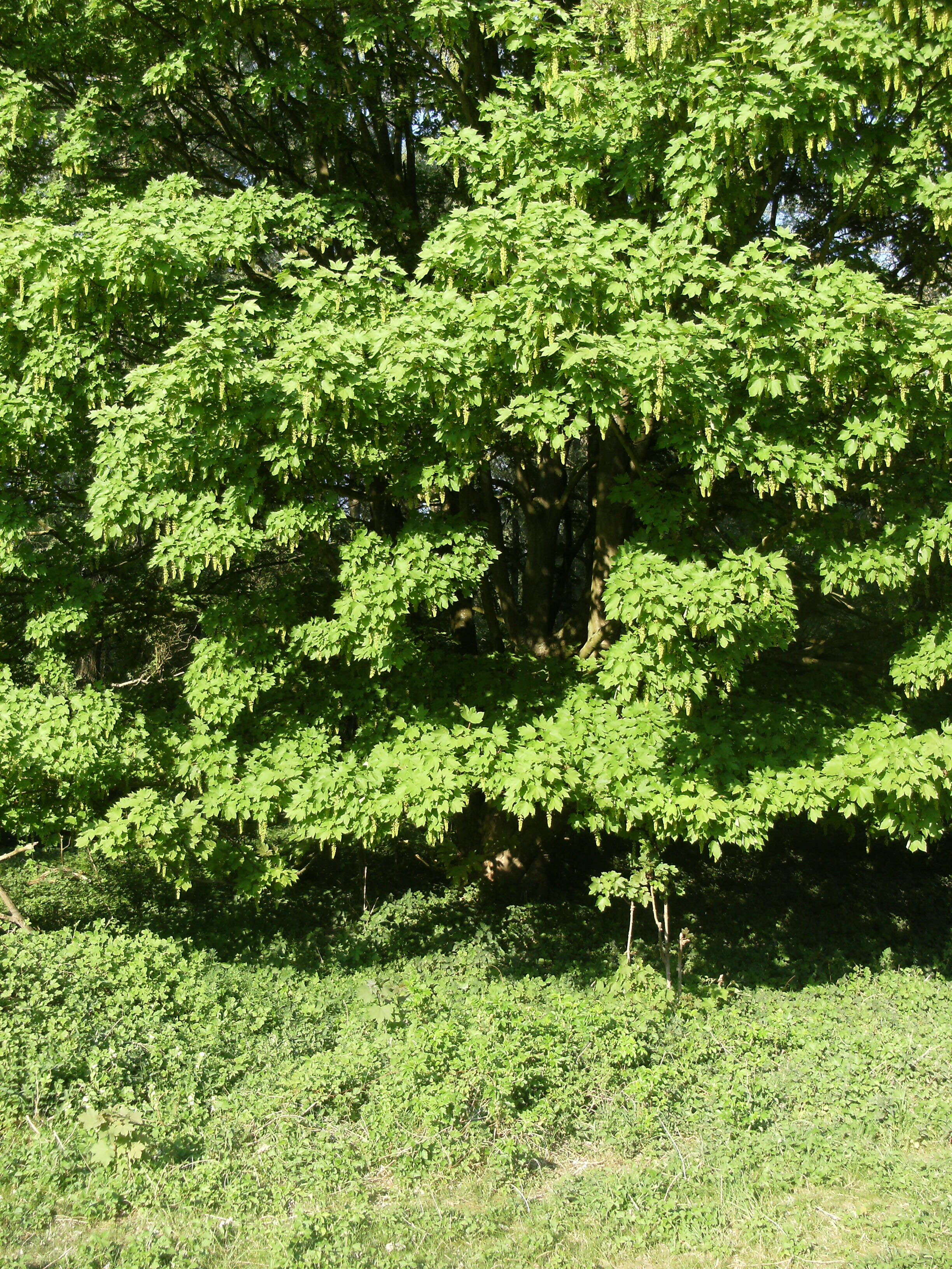 Imagem de Acer pseudoplatanus L.