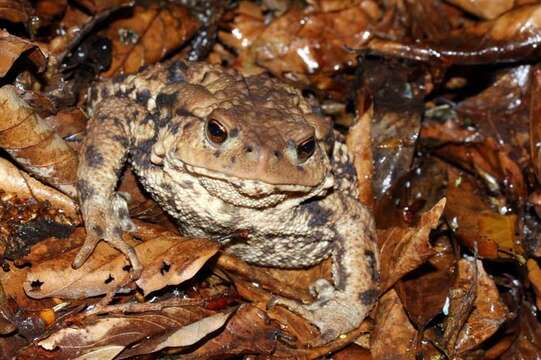 Image of Eichwald's Toad