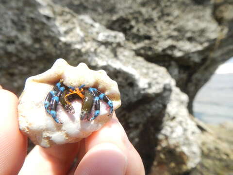 Image of blue-knuckled hermit