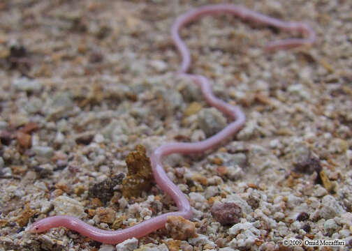 Image of Phillips' Blind Snake