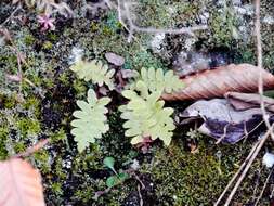 Plancia ëd Polystichum acrostichoides (Michx.) Schott