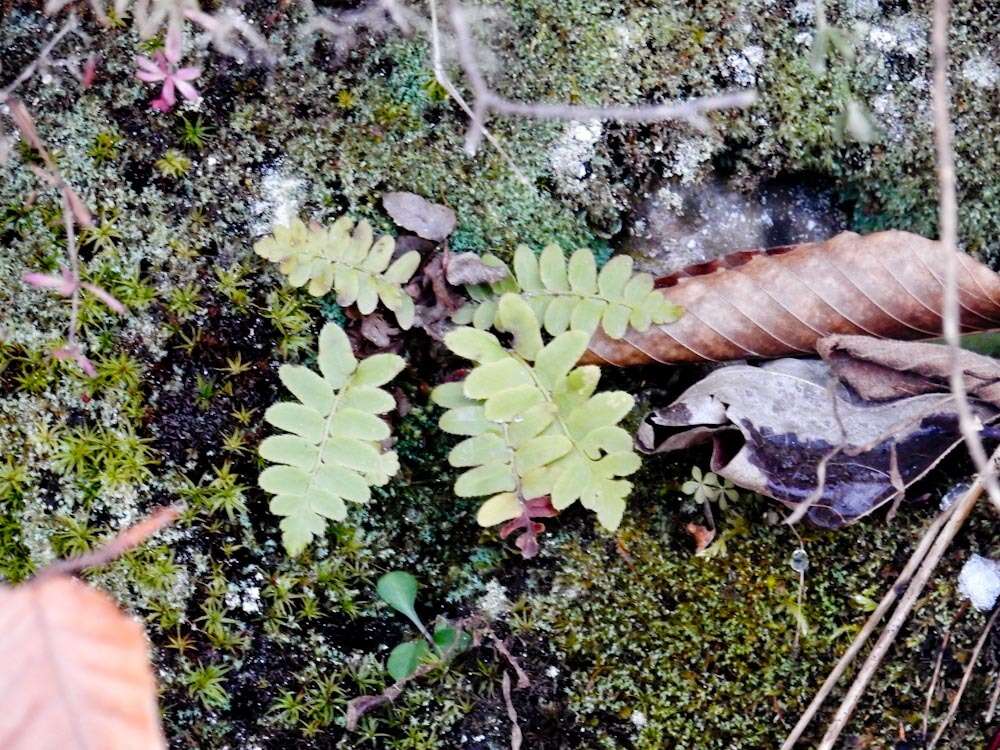 Plancia ëd Polystichum acrostichoides (Michx.) Schott