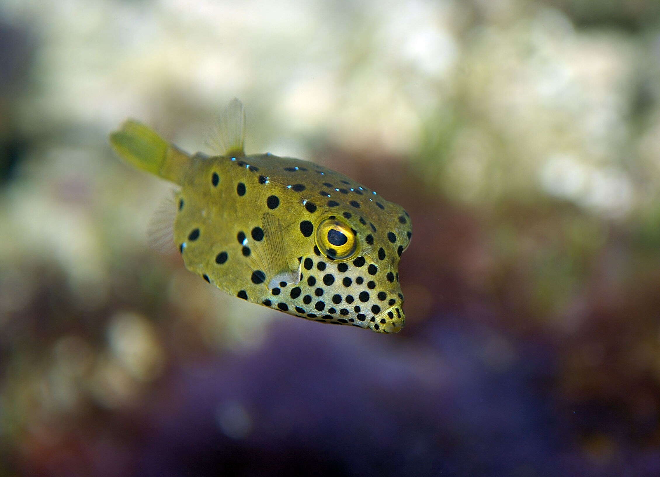 Image of Yellow boxfish