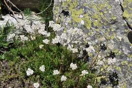 Слика од Achillea erba-rotta All.