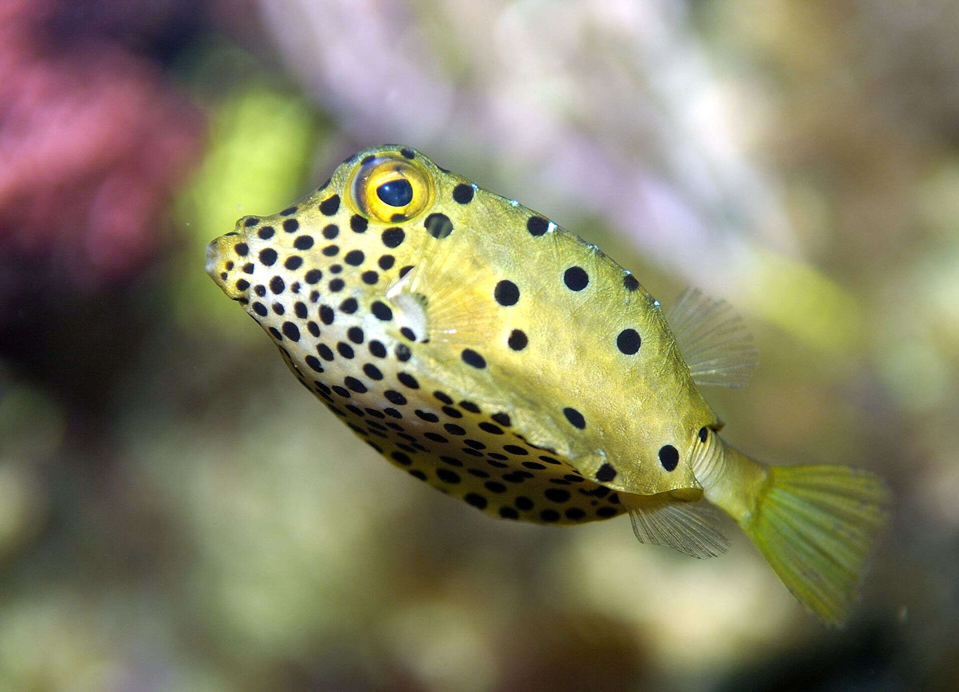 Image of Yellow boxfish