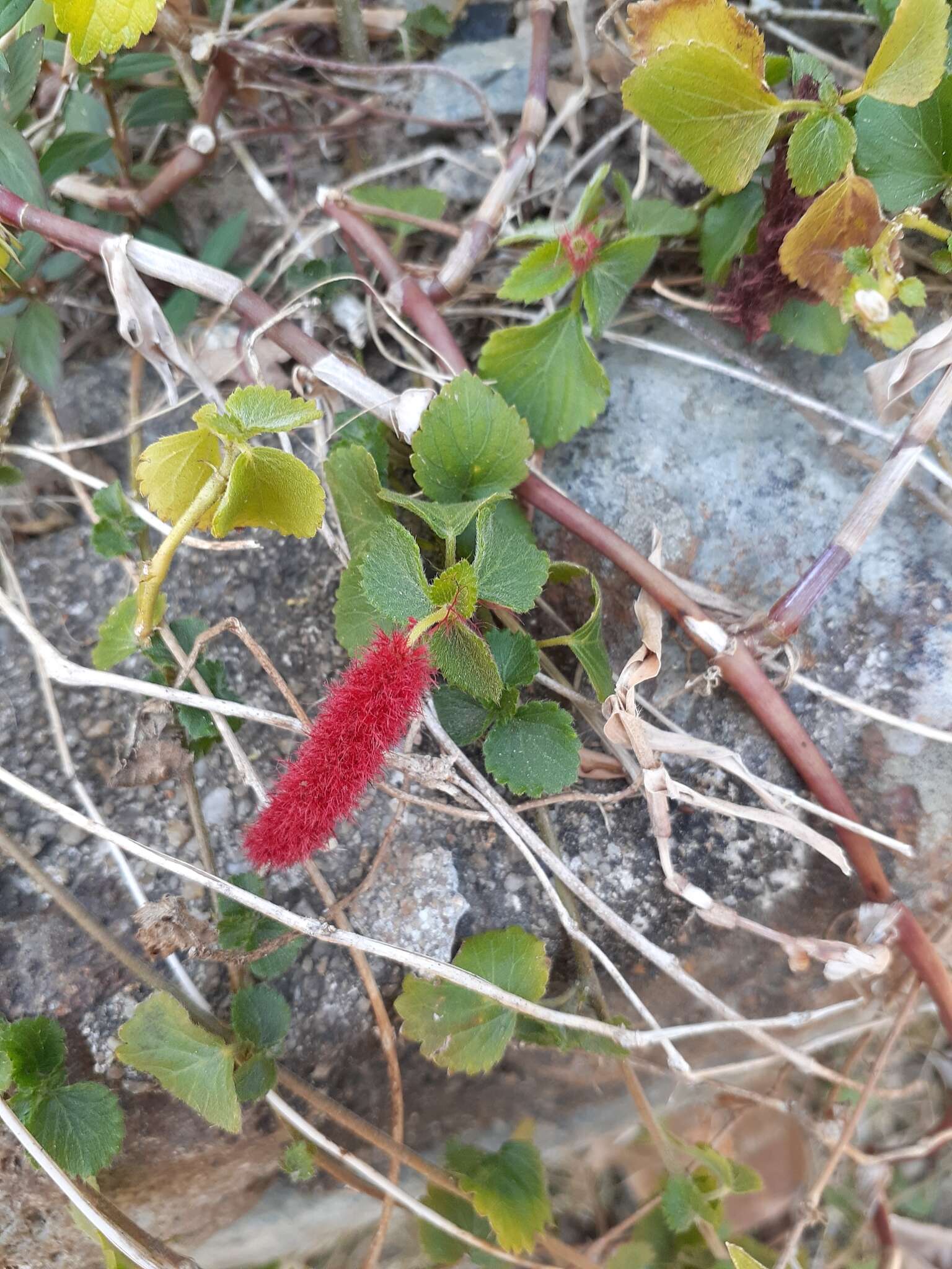 Imagem de Acalypha pendula C. Wright ex Griseb.