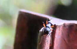 Image de Polyrhachis femorata Smith 1858