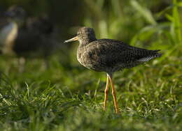 Image of Common Redshank