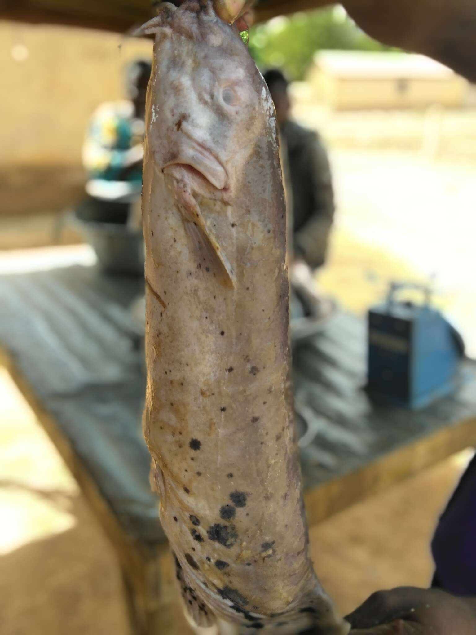 Image of electric catfishes