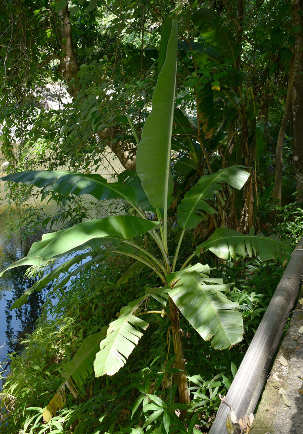 Image of Musa banksii F. Muell.