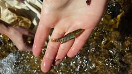 Image of Rainbow Darter