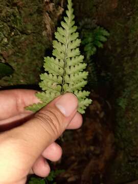 Image of Dryopteris hasseltii (Bl.) C. Chr.