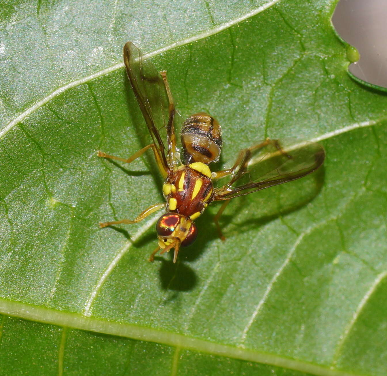 Image of <i>Zeugodacus choristus</i>