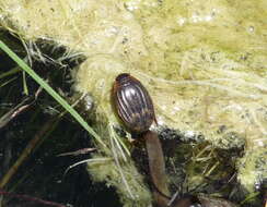 Слика од Acilius (Acilius) abbreviatus Aubé 1838