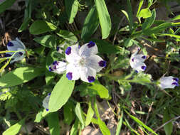 Imagem de Nemophila maculata Benth. ex Lindl.