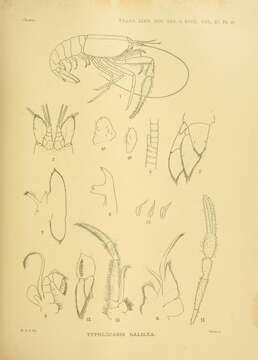 Sivun Typhlocaris Calman 1909 kuva