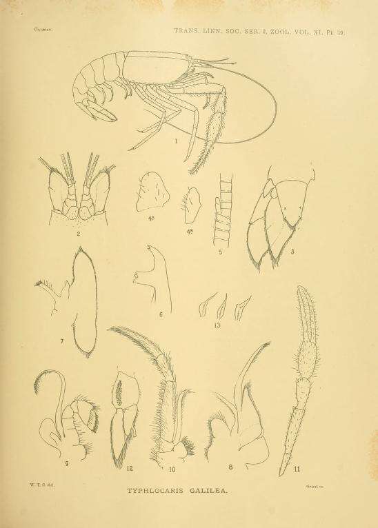 Sivun Typhlocaris galilea Calman 1909 kuva