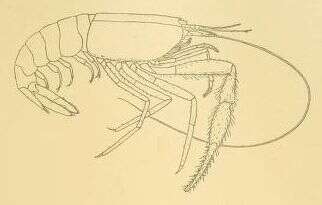 Image of Typhlocaris galilea Calman 1909