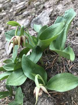 Image of Clustered lady's slipper