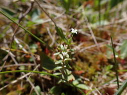 Galium labradoricum (Wiegand) Wiegand resmi