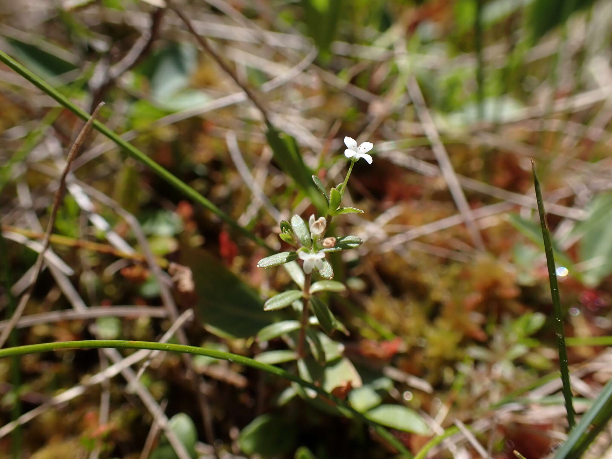 Image of Bog bedstraw