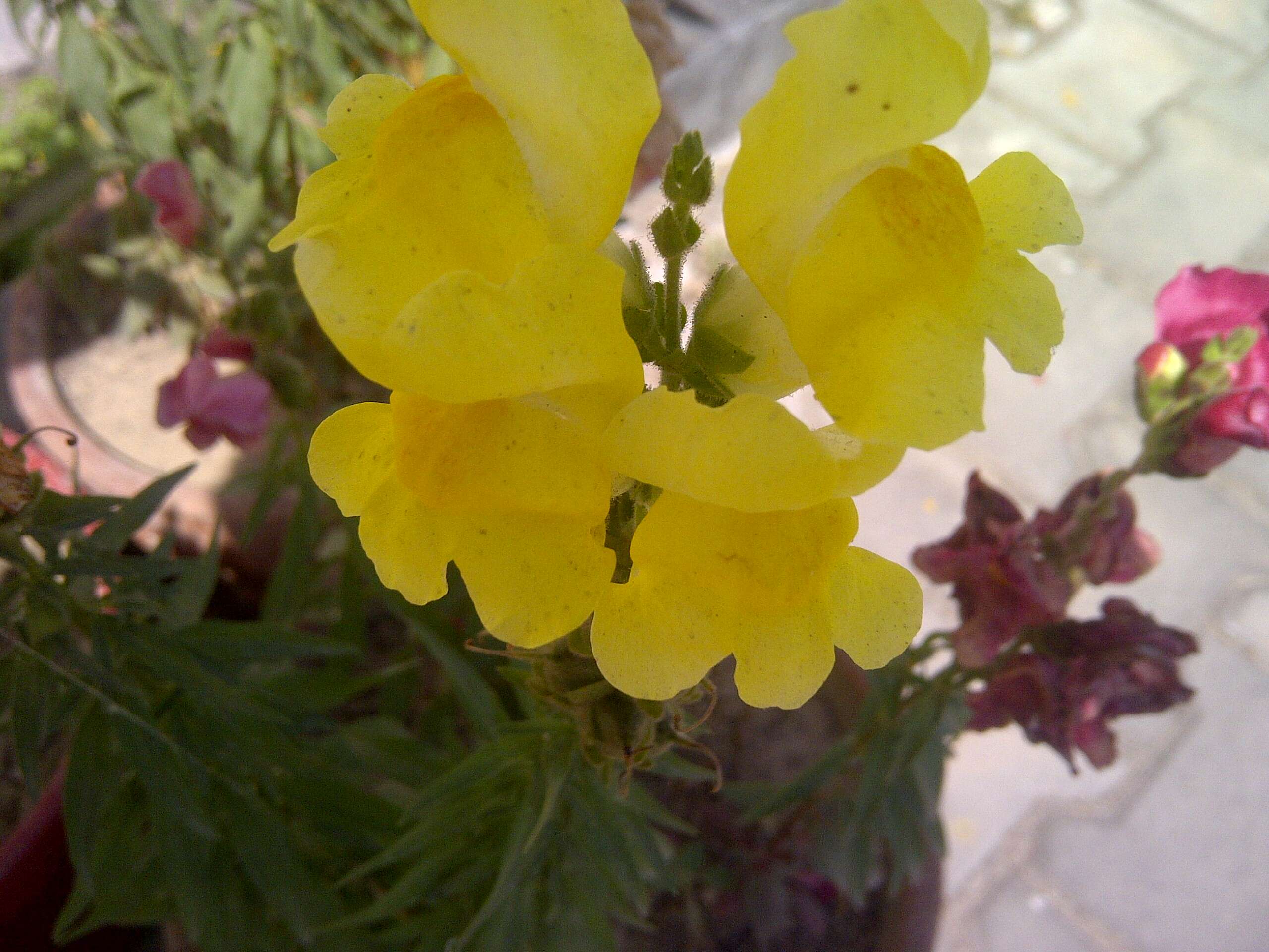 Image of garden snapdragon