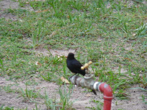 Image of Northern Black Flycatcher