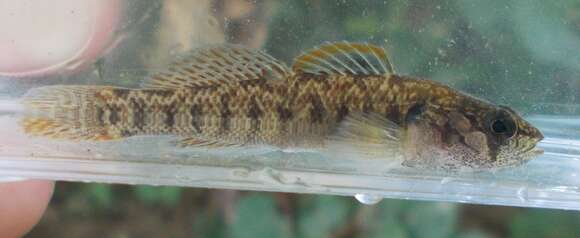 Image of Slabrock darter