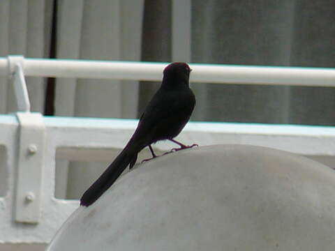 Image de Gobemouche drongo