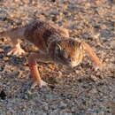 Chondrodactylus angulifer Peters 1870 resmi