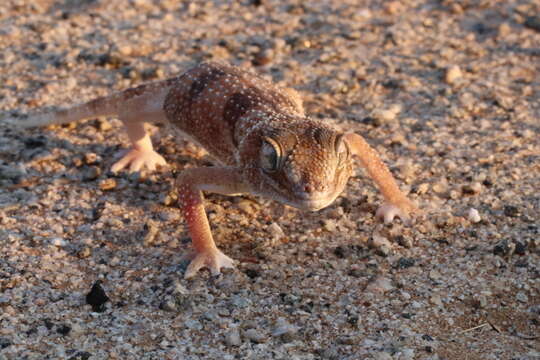 Image of Common Giant Ground Gecko