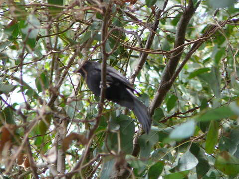 Image of Northern Black Flycatcher