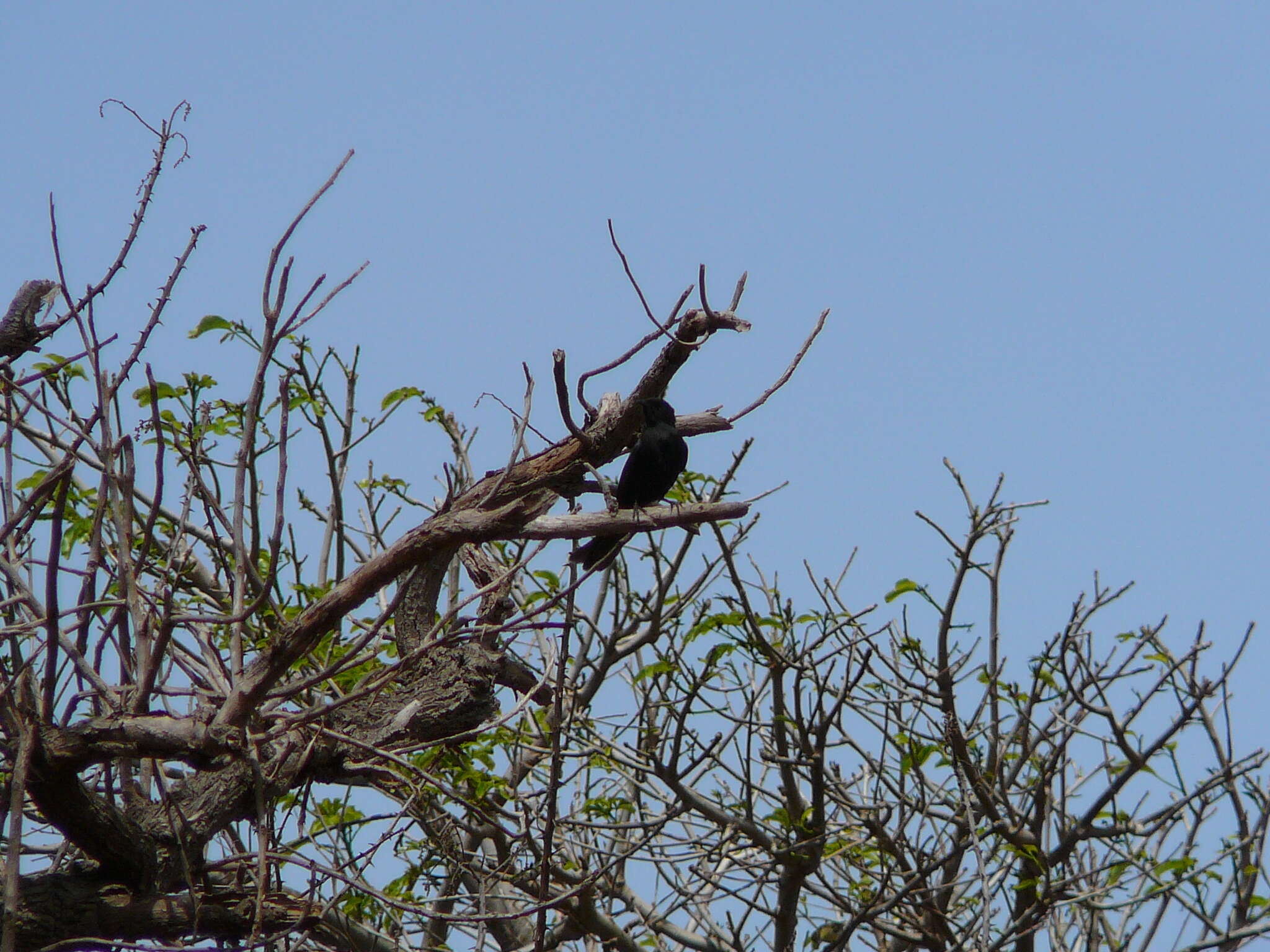 Melaenornis edolioides (Swainson 1837) resmi