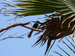 Melaenornis edolioides (Swainson 1837) resmi