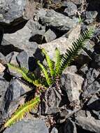 Image of narrowleaf swordfern