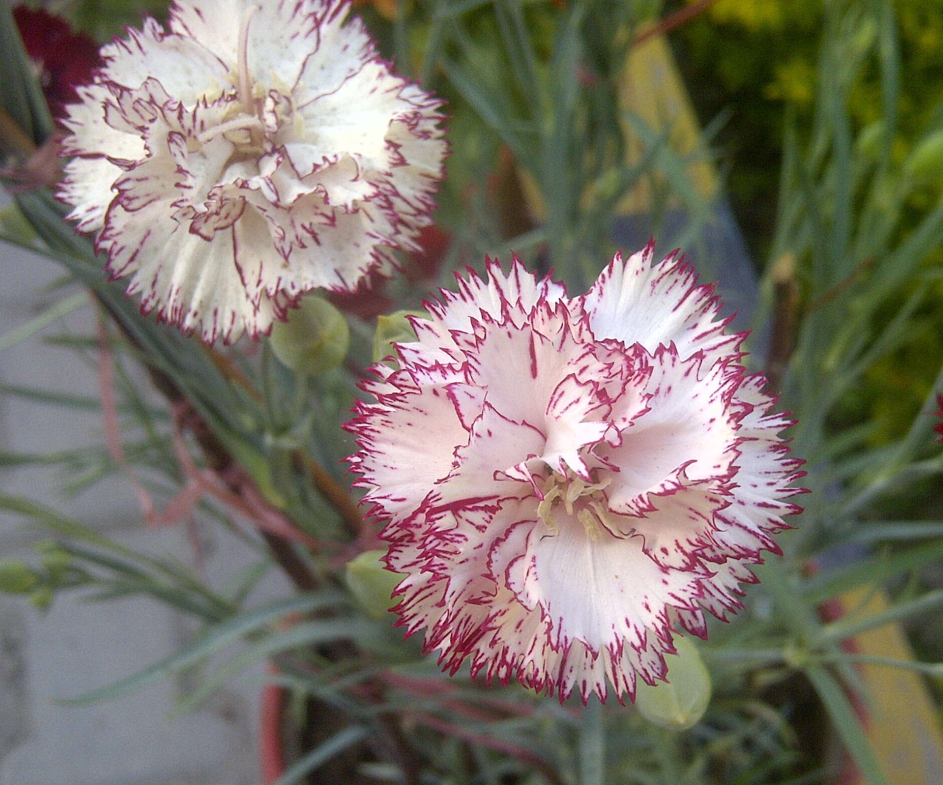 Image of carnation