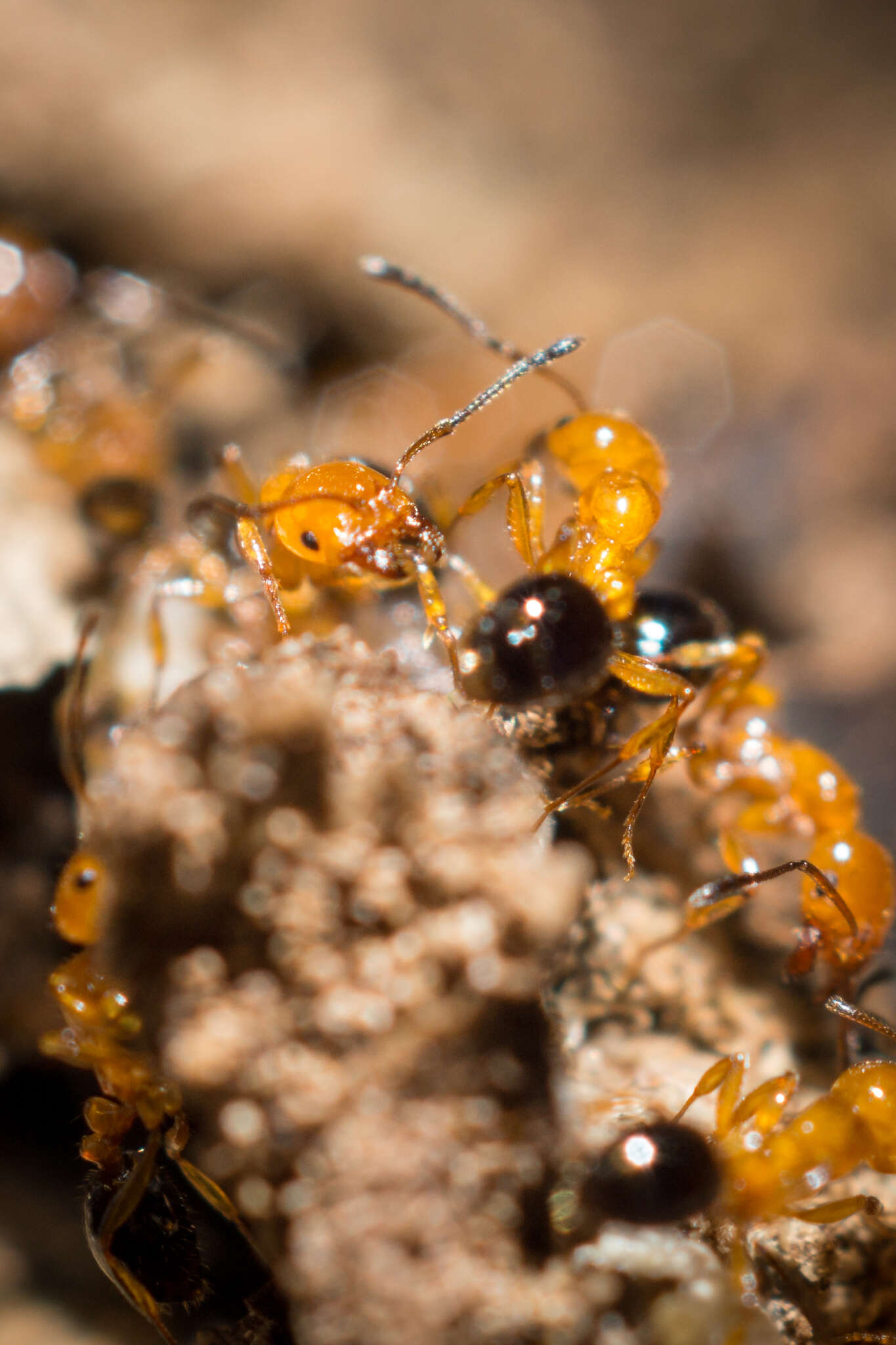 Image of Monomorium chinense Santschi 1925