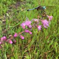 Слика од Liatris spicata var. resinosa (Nutt.) Gaiser