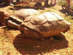 Image of desert tortoise