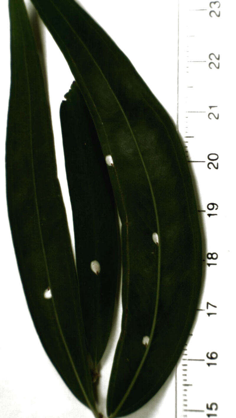 Image of Pseudaulacaspis eugeniae (Maskell 1892)