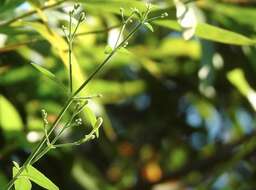 Rhinacanthus nasutus (L.) Kuntze resmi