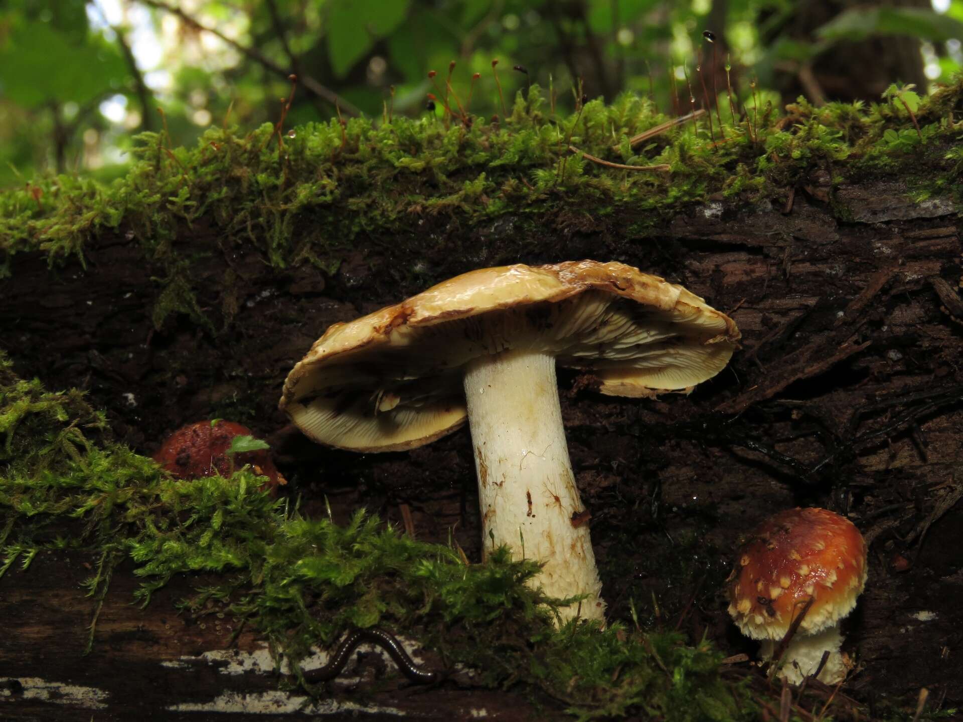 Image of Pholiota lubrica (Pers.) Singer 1951