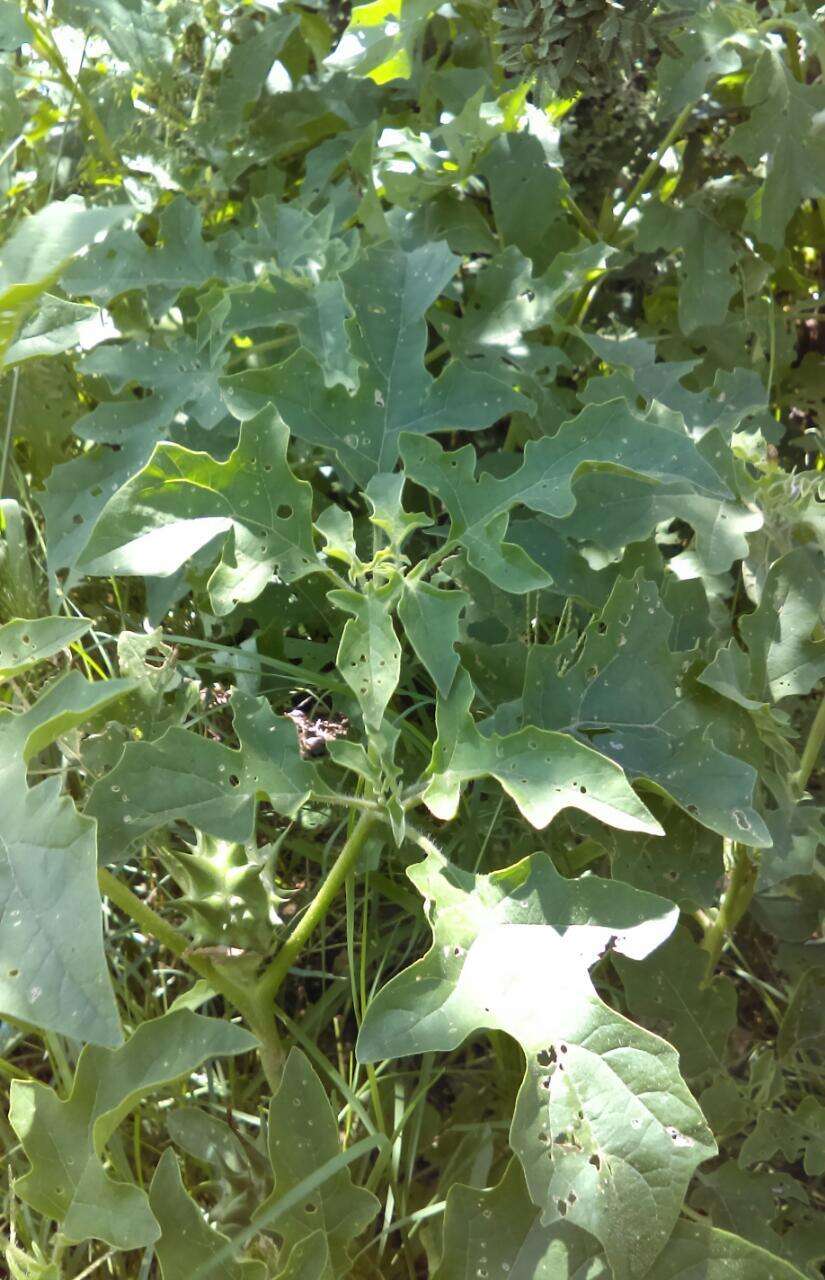 Image of Chinese thorn-apple