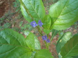 Image of light-blue snakeweed