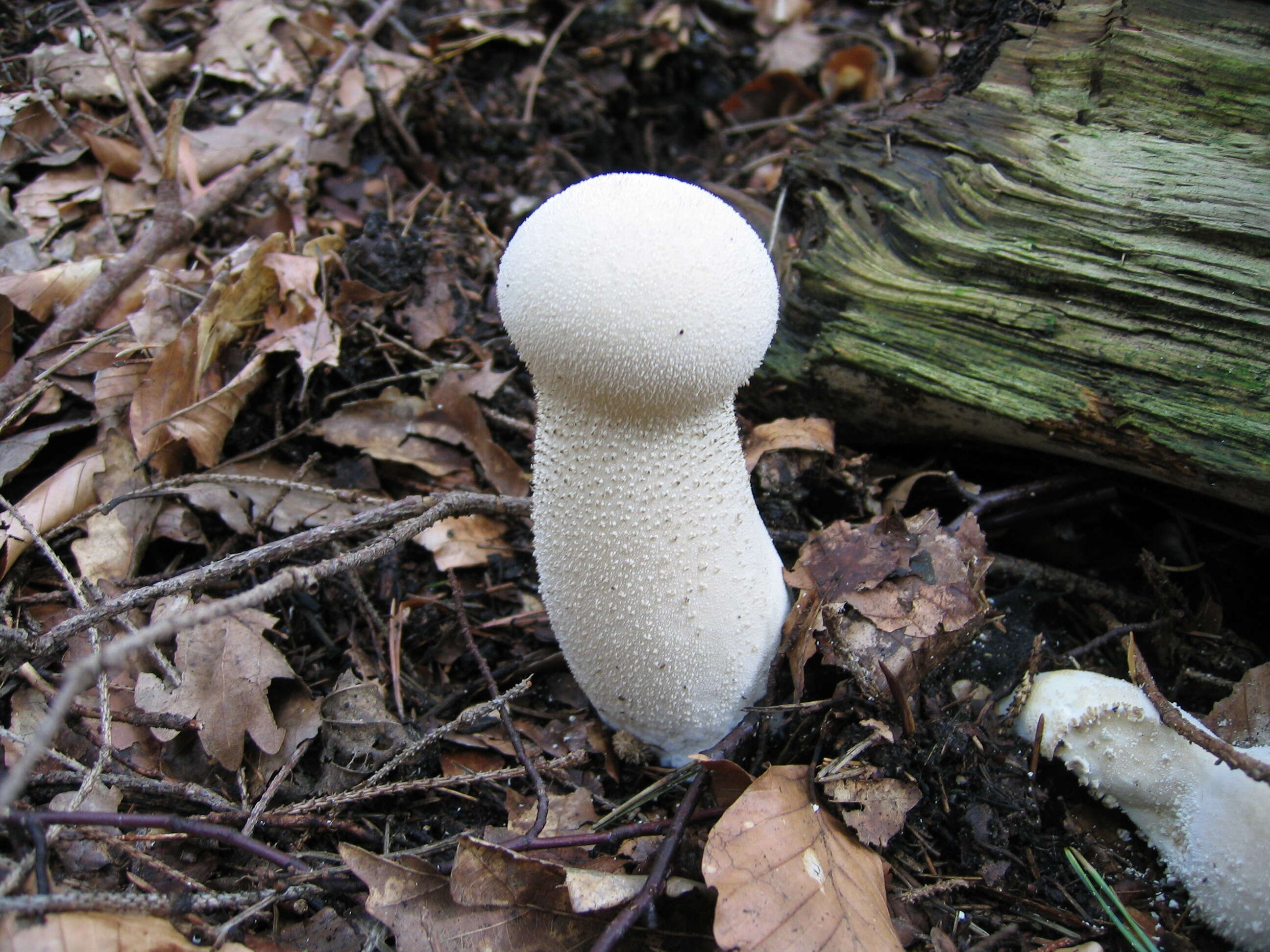 Imagem de Lycoperdon perlatum Pers. 1796