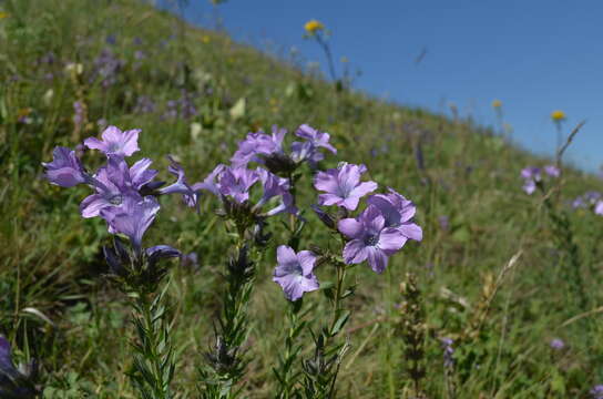 Image of Linum olgae Juz.