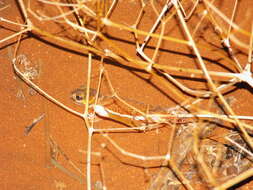 Image of Nephrurus levis occidentalis Storr 1963